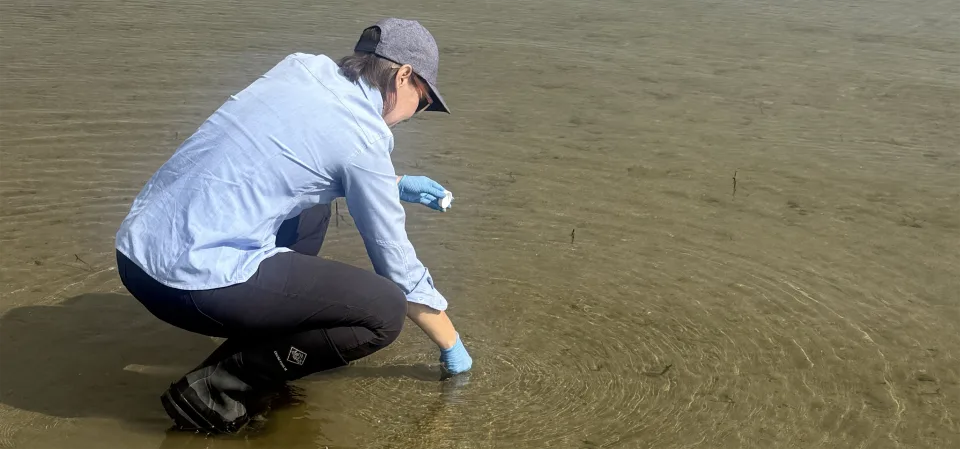 A scientist wades into a shallow part of Lake Natoma to test the water