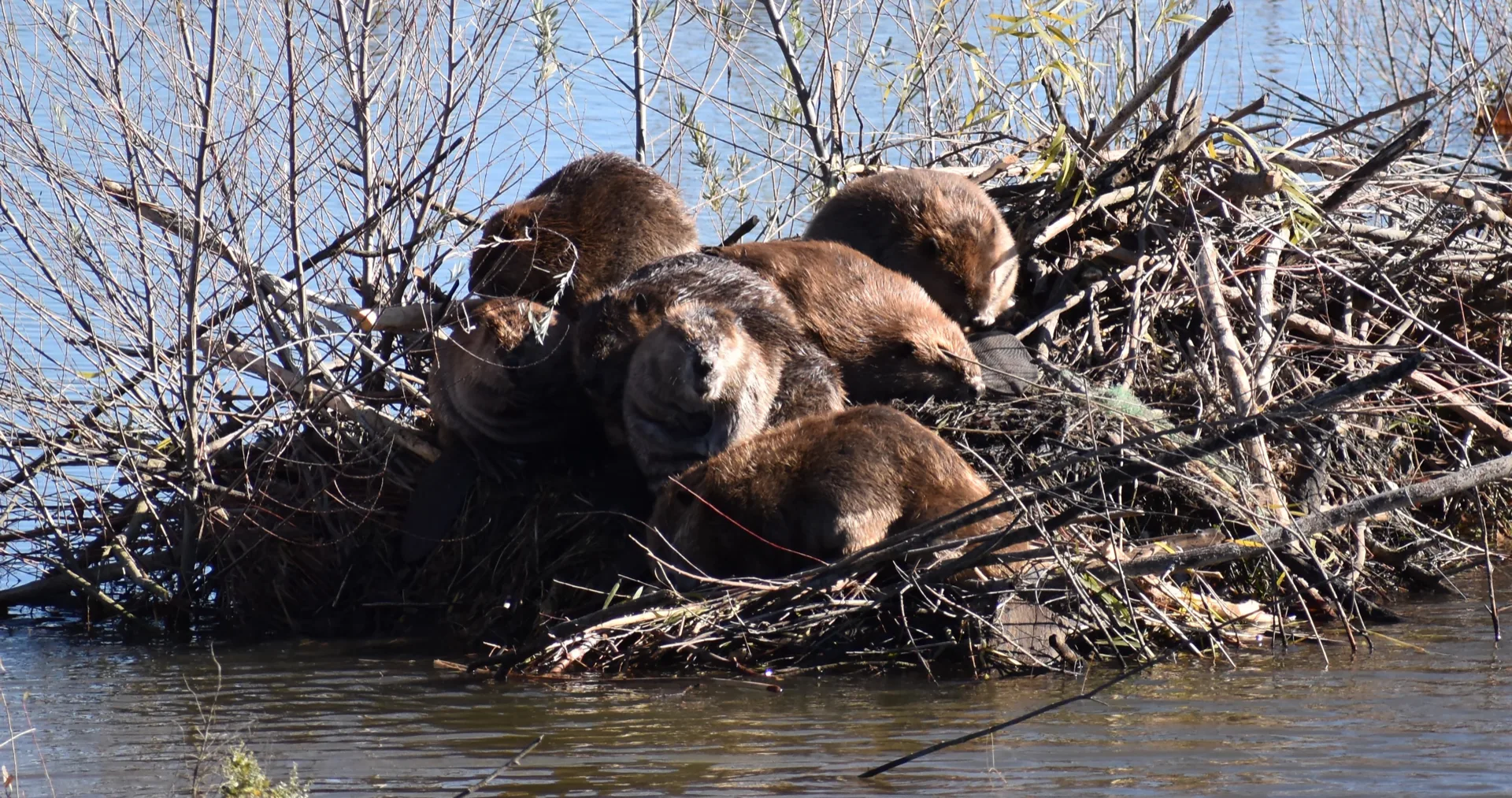 Beavers stand on a dam they made at Mather Lake. Credit: California Department of Fish and Wildlife