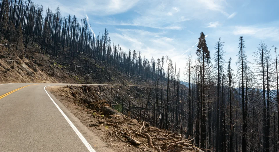 Photo of a road cutting through a steep slope with burned trees and debris from a wildfire. Credit: Adobe Stock