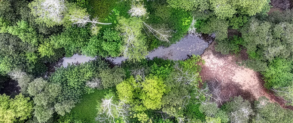 Photo of Butano creek in San Mateo County surrounded by trees and brush. Credit: San Mateo Resource Conservation District