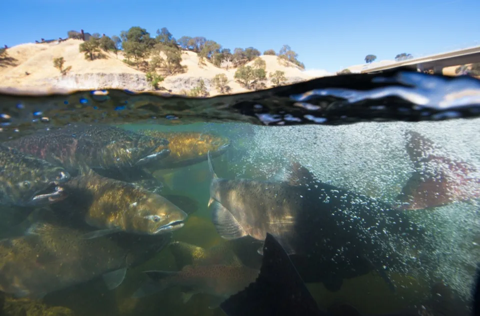 Chinook salmon at the Nimbus Fish Hatchery on the American River