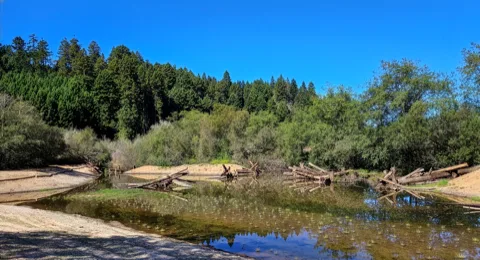 A planted habitat where young salmon can live