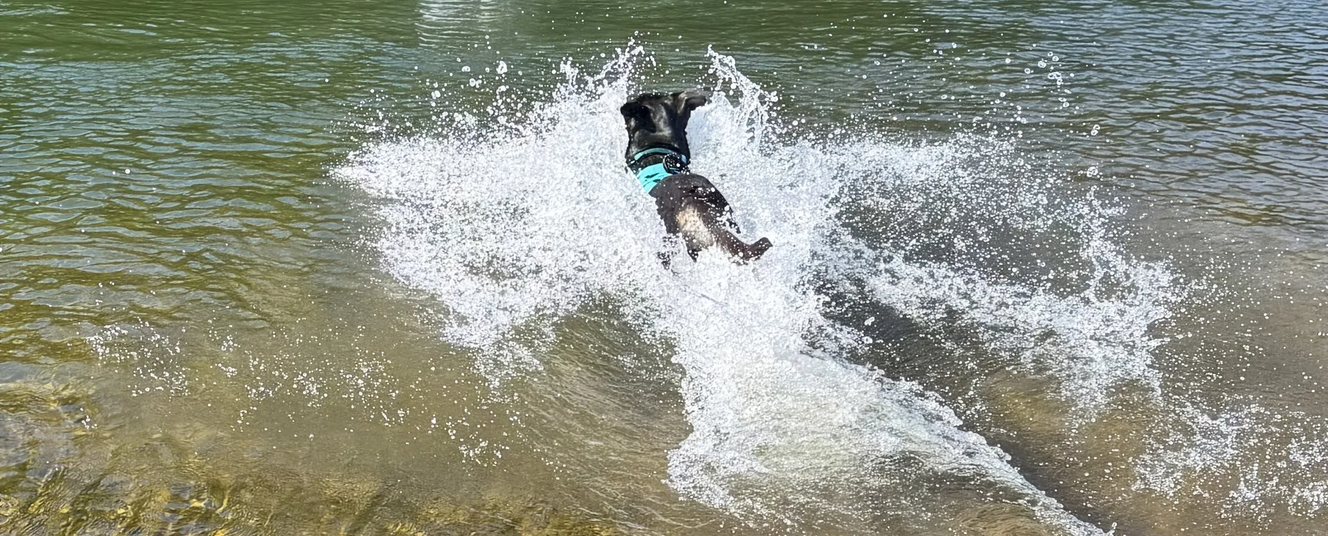 A photo of a dog jumping into a California waterway