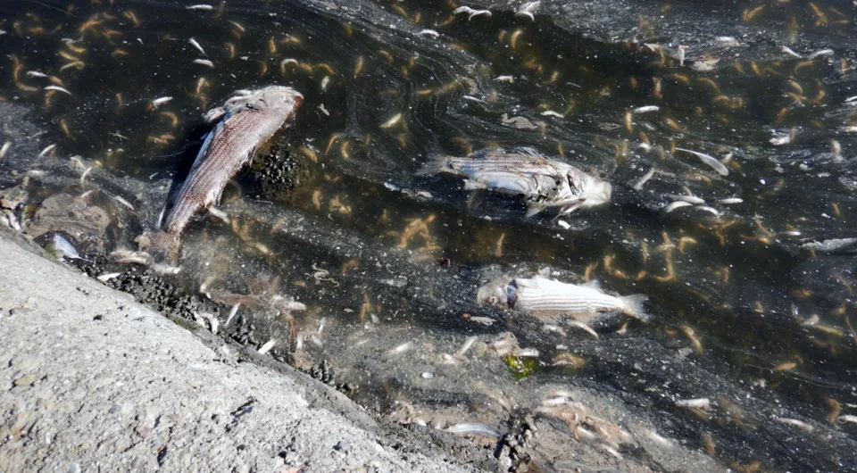 Dead fish floating in discolored water along the shoreline of San Francisco Bay during the August 2022 harmful algal bloom event