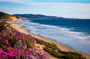 Terry Pine beach