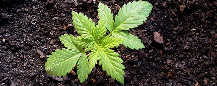 Cannabis Cultivation Program Logo