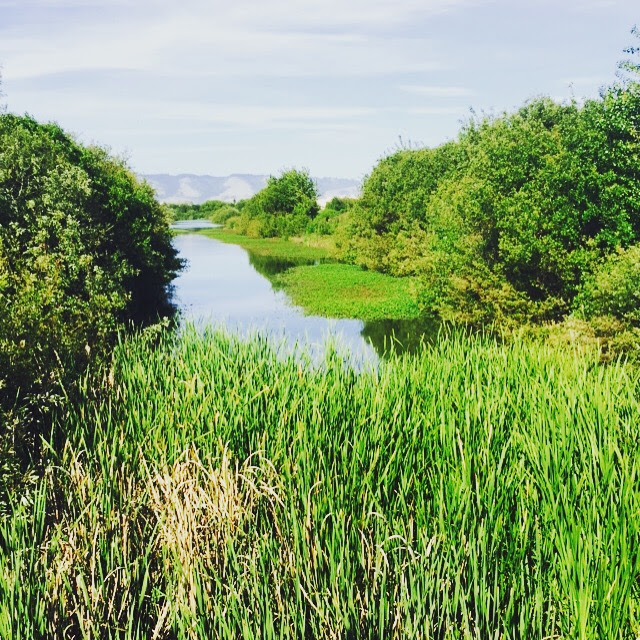 wetland banner