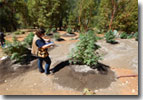 Marijuana Cultivation