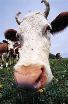 Dairy General Order Enforcement