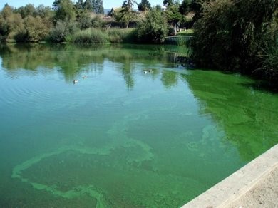 Algal Bloom