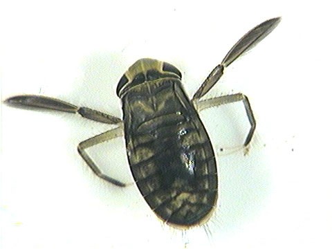 benthic macroinvertebrate