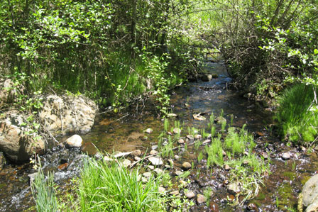 Antelope Creek